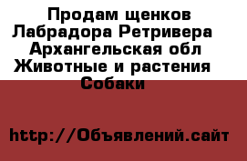 Продам щенков Лабрадора Ретривера - Архангельская обл. Животные и растения » Собаки   
